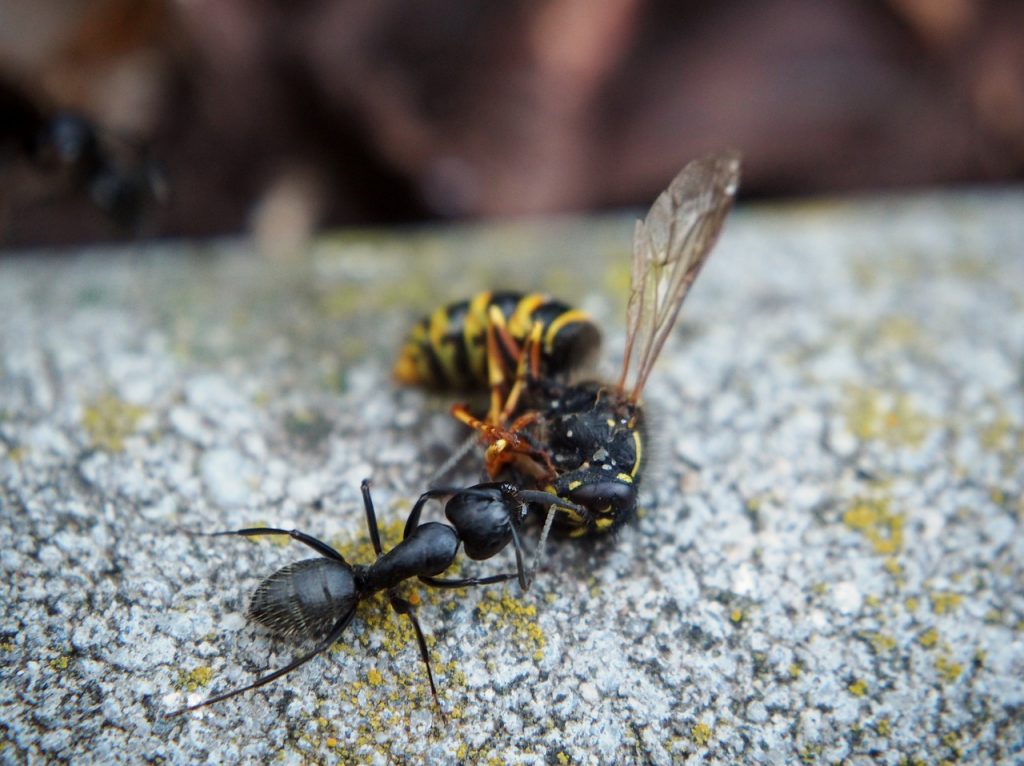 ant pulling a wasp