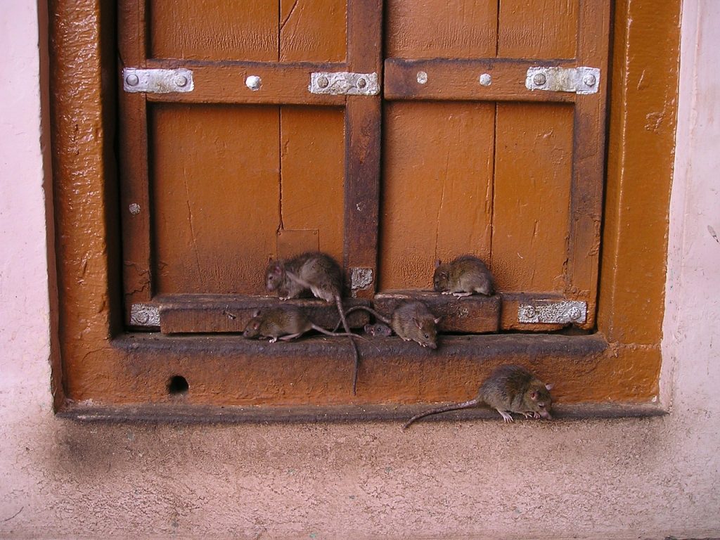rats on a window